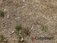 地面はキャンプ向きの芝生です。
※3月に撮影