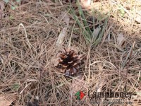 松ぼっくりが落ちているので着火剤として使えます。
※3月に撮影