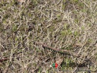 地面はキャンプ向けの芝生　※3月撮影の為にまだ枯れています