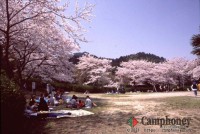 キャンプ場の画像