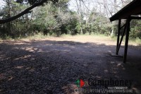 市街地の中の森林でプライベート空間を楽しめる無料キャンプ