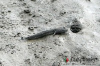 キャンプ場の画像