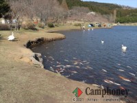別府温泉近し♪湖の真横で白鳥と一緒にキャンプ♪【ペット可、車横付け可】