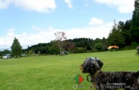 【乗入れ不可(徒歩1～2分)】当キャンプ場の自慢～広々とした芝生サイト