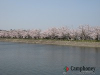 桜の名所