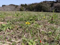 オートサイトの地面