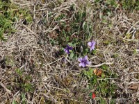 オートサイトの地面