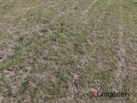 オートサイトの地面