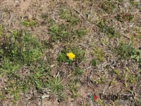 オートサイトの地面