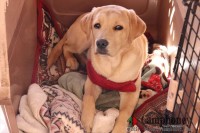 カフェボイボイの看板犬＠ラブラドール