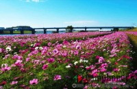 河川敷きでバーベキュー【無料】